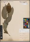Foto von Salix caprea L.